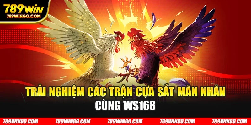 Trải nghiệm các trận cựa sắt mãn nhãn cùng Ws168