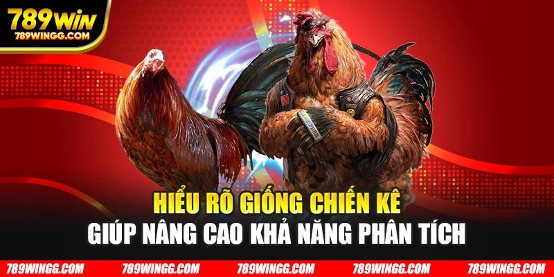 Hiểu rõ giống chiến kê giúp nâng cao khả năng phân tích