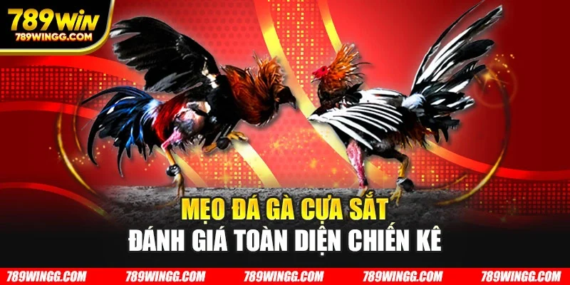 Mẹo đá gà cựa sắt đánh giá toàn diện chiến kê