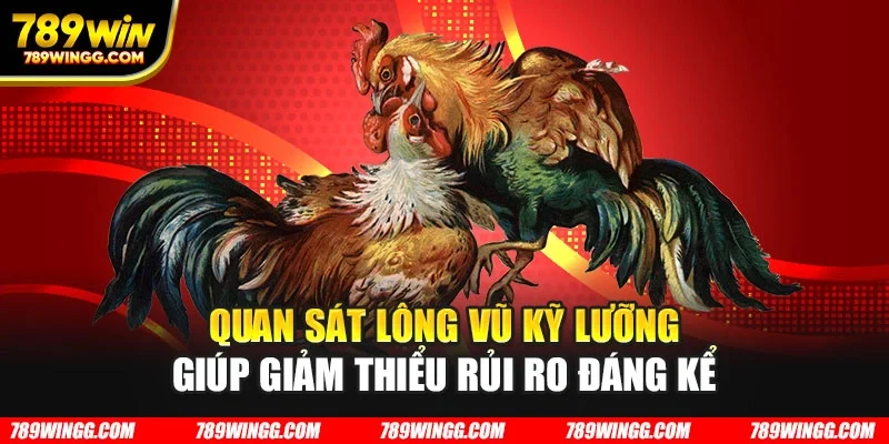 Quan sát lông vũ kỹ lưỡng giúp giảm thiểu rủi ro đáng kể
